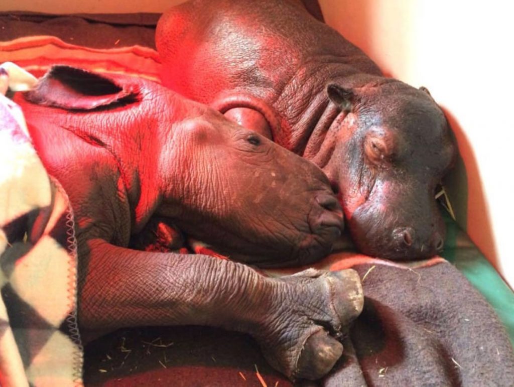 Baby rhino and hippo