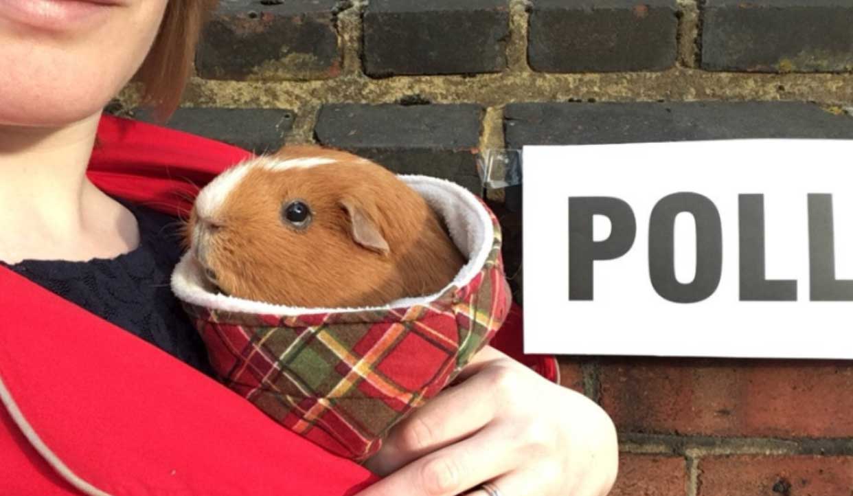 Guinea pig snuggling with human companion at the polls