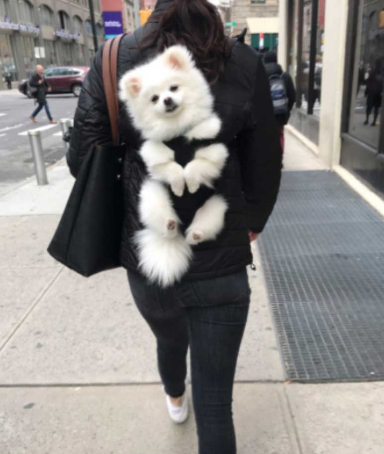 White floofy dog in a backpack